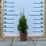 Tuja západná (Thuja occidentalis) ´SMARAGD´ - výška 30-50 cm, kont. C2L